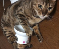 カリカリちょうだい～