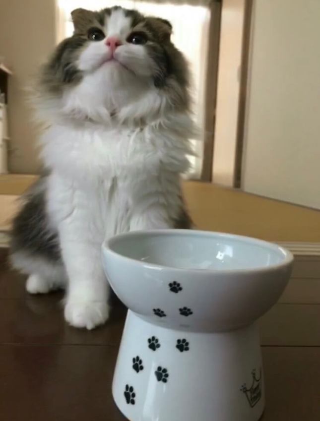 初めてのうつわごはん