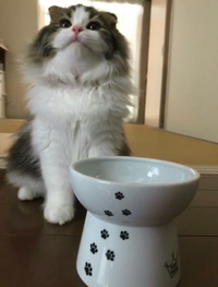 初めてのうつわごはん