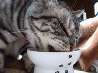 おいらのごはん！