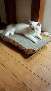 一つで２度おいしい