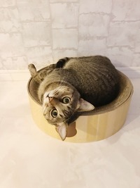 使いだして1週間。バリバリ楽しんでます