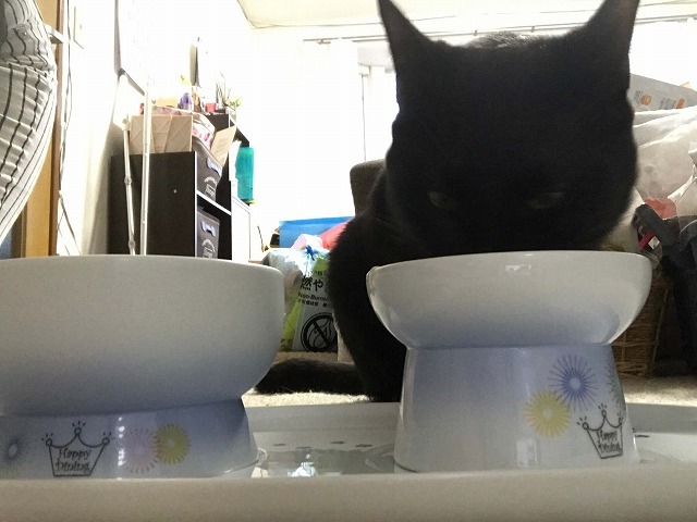 1st Anniversary(∩ˊᵕˋ∩)･*