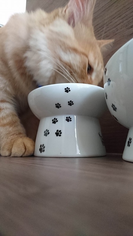 新しい食器と美味しいご飯