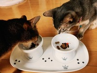 セレブにゃんこにみえるかニャ？