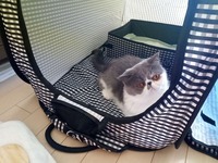 ひろい！丈夫！くつろげる！