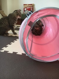 私も入りたいにゃー、今はダメにゃー