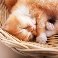 猫のゴロゴロ音には実はこんな意味があった！まだ解明されない猫の謎