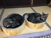 マッタリ（≧∇≦）