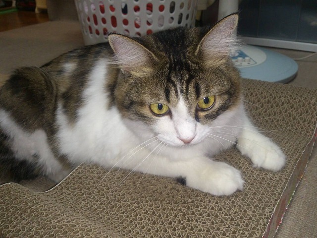 気に入りましたですわ。