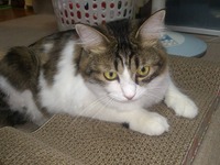 気に入りましたですわ。