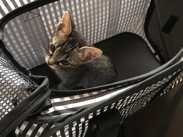 ヤンチャ兄弟(￣･･￣)