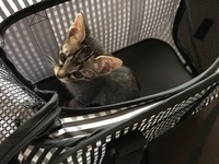 ヤンチャ兄弟(￣･･￣)