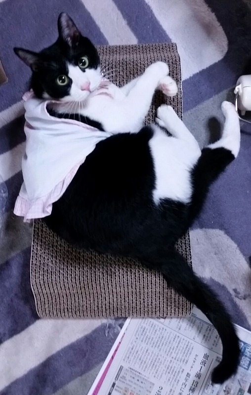 新しいベッド？