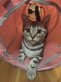 初めてのおもちゃ