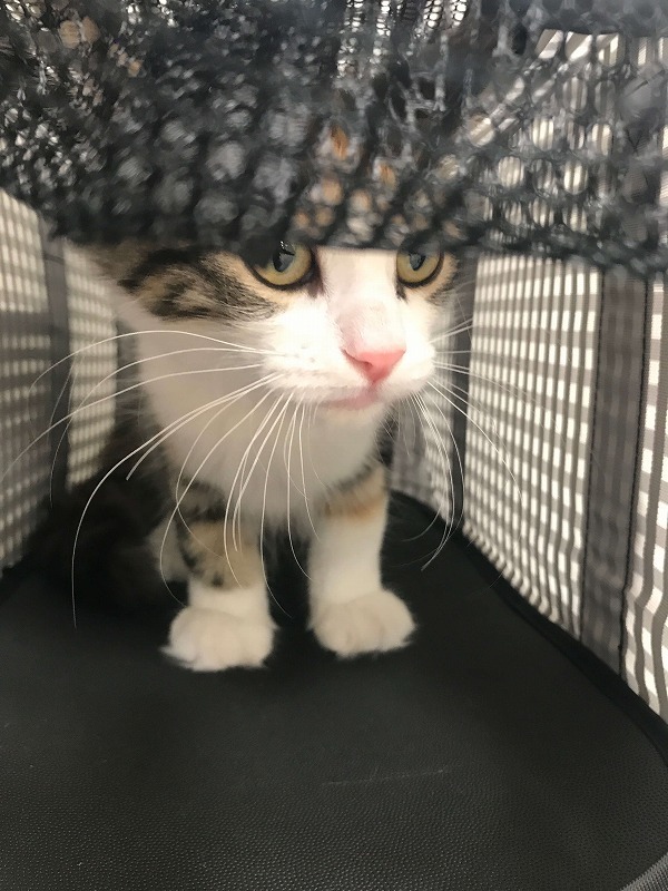 さぁ、おうちに行くよ