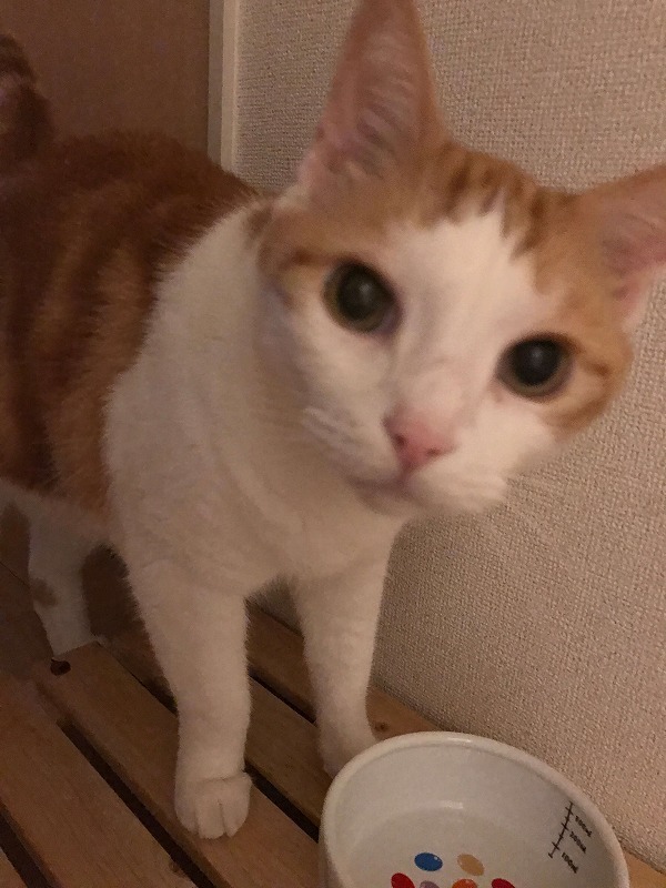 new食器とみゅう