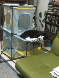 夏はメッシュが最高