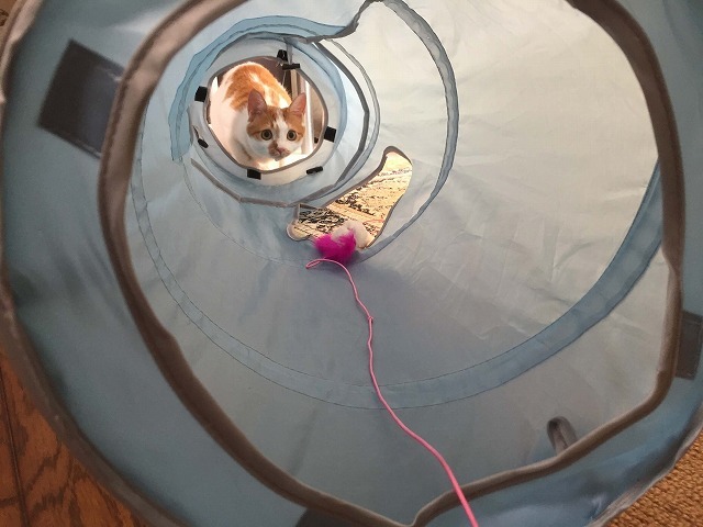 トンネル大好き