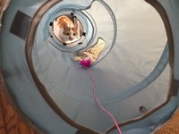 トンネル大好き