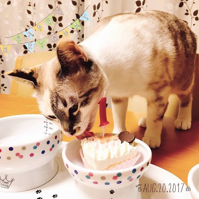 お誕生日だにゃ♡