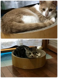 バリバリボウル取り合い？