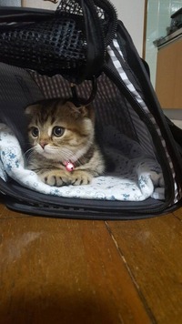 セカンドハウスにゃ