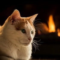 ペットが原因の火災は過去5年間に56件。気をつけたい猫のイタズラ