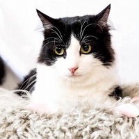 できればやめて欲しい！猫が飼い主さんにして欲しくないNG行為とは