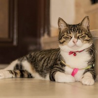 留守番をさせてる猫にたまにはご褒美♪愛猫のご機嫌を取る方法