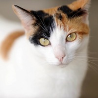三毛猫の見れば見るほど不思議な毛柄。三毛猫の柄は実は4種類ある？