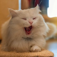 猫は人の4倍近い夢を見ているらしい？猫と夢の不思議な関係とは