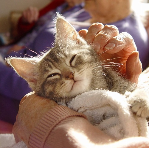 猫の笑顔ってどんな顔？猫の喜怒哀楽の表情を調べてみました♪