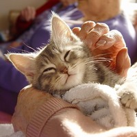 猫の笑顔ってどんな顔？猫の喜怒哀楽の表情を調べてみました♪