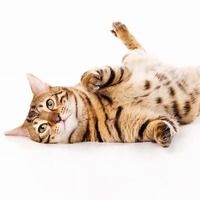 あなたの猫はイマドキの猫、それともワイルドな野生猫？猫の性格診断