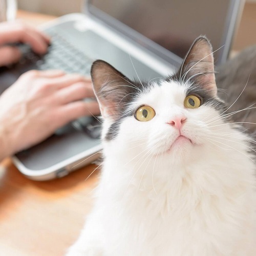 毎日3分！猫好きが愛猫に欠かさずやっていることを聞いてみた！