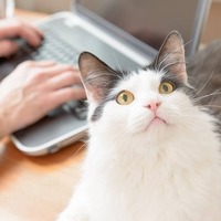 毎日3分！猫好きが愛猫に欠かさずやっていることを聞いてみた！