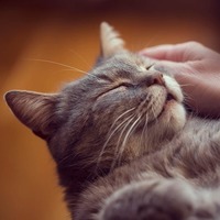 愛猫との最後のお別れ…。猫のお葬式に関するコメントとQ&A【前編】