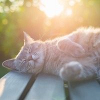 愛猫との最後のお別れ…。猫のお葬式に関するコメントとQ&A【後編】