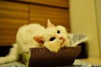 ぺこ嬢がさっそくお試しになる