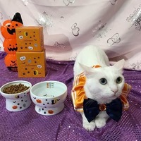 ハロウィン🎃を楽しめる食器