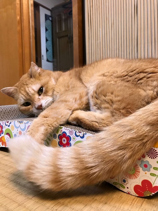 直ぐにお気に入り