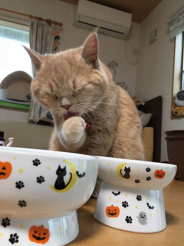 ハッピーハロウィン🎃