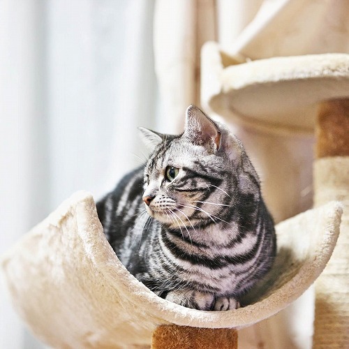 日本では珍しい猫の毛柄「クラシックタビー」ってどんな柄？