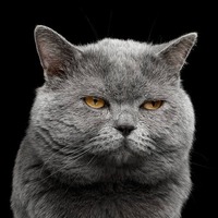 もしかして怒らせちゃった？猫が不機嫌になる飼い主さんのNGな態度