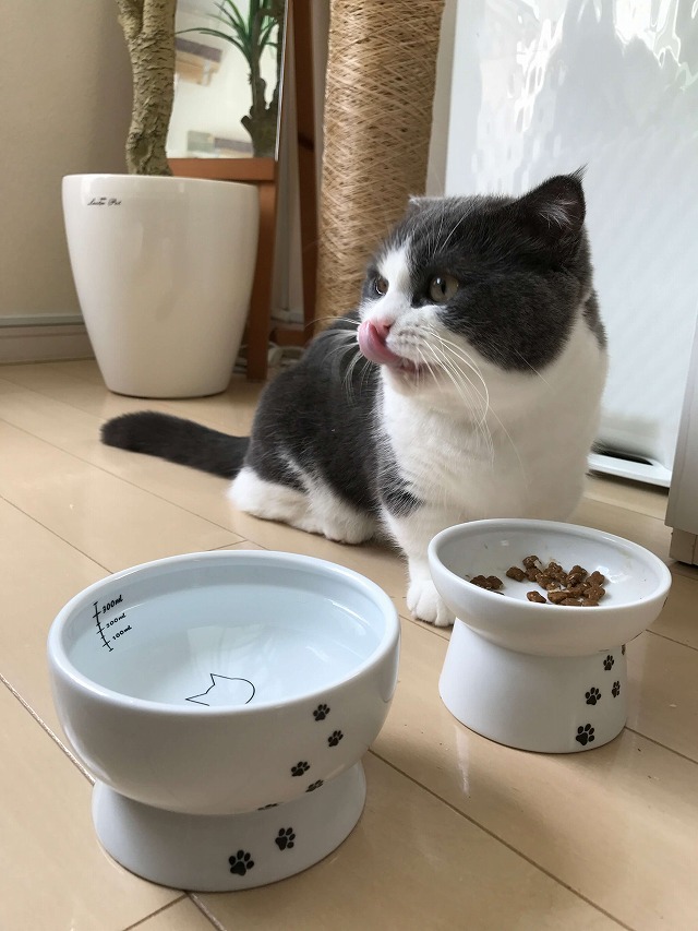 美味し～いにゃ～😽🐾