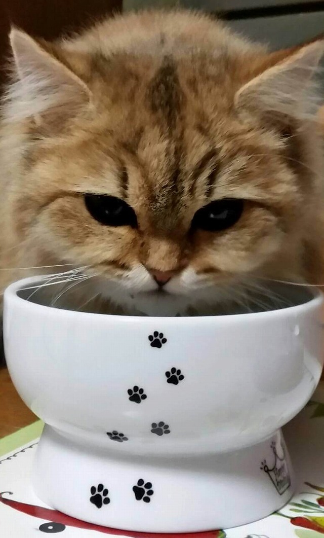 ごきゅごきゅうまうま