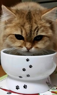 ごきゅごきゅうまうま