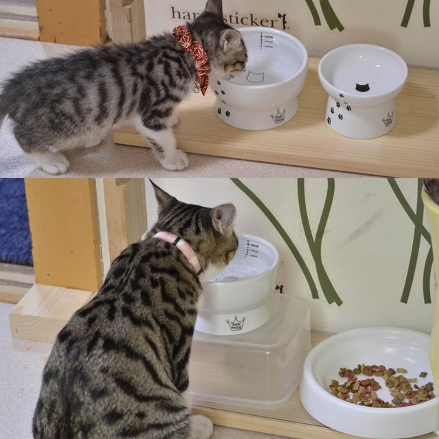 こんなに大きくなったニャ～ン(=^・^=)✧