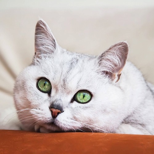 目は口ほどにものを言う・猫の視線でわかる猫の3つの気持ちとは